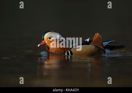 Mandarin duck/mandarinente (Aix galericulata), bunte Drake in der Zucht Kleid, schwimmt in der Nähe, windstill Tag, im letzten Licht, schöne Reflexionen, Euro Stockfoto