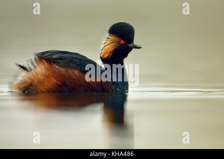 Schwarz necked Grebe/eared Grebe/schwarzhalstaucher (Podiceps nigricollis), Erwachsene in der Zucht Kleid, leuchtend rote Augen, Schwimmen auf ruhigem Wasser, Clos Stockfoto