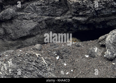 Eurasischer Eulenadler / Europäischer Uhu ( Bubo bubo ), junges Küken, versteckt in seinem Nistloch, Höhle, unter Braunkohle, Braunkohle in einem Tagebau, w Stockfoto