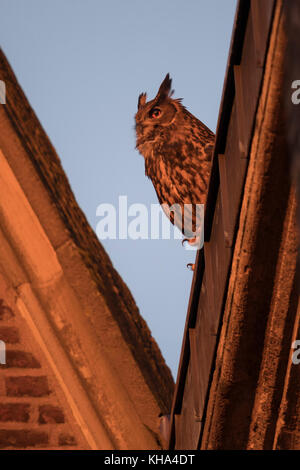 Eurasische Eule / Uhu ( Bubo bubo ) Erwachsene Rüde, sitzend, gehockt, auf einem Dach einer alten Kirche umrundend, in städtischer Umgebung, warmer Abend li Stockfoto