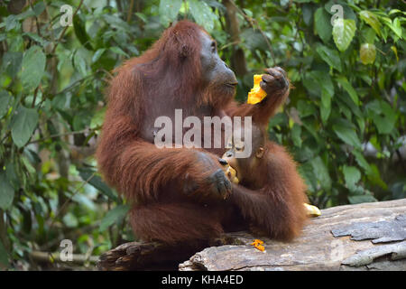Mutter Orang-utan und Cub essen. in einem natürlichen Lebensraum. Bornesischen Orang-utan (Pongo pygmaeus wurmbii) in der wilden Natur. Stockfoto