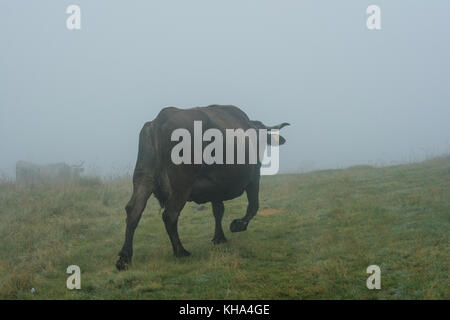 Bison Büffel grasen in der wichita Mountains, Oklahoma Stockfoto