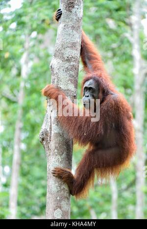 Great Ape am Baum. zentrale Bornesischen Orang-utan (Pongo pygmaeus wurmbii) im natürlichen Lebensraum. wilde Natur im tropischen Regenwald von Borneo. Stockfoto