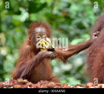 Mutter Orang-utan und Cub essen. in einem natürlichen Lebensraum. Bornesischen Orang-utan (Pongo pygmaeus wurmbii) in der wilden Natur. Stockfoto