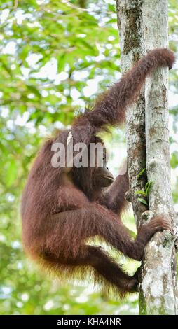 Great Ape am Baum. zentrale Bornesischen Orang-utan (Pongo pygmaeus wurmbii) im natürlichen Lebensraum. wilde Natur im tropischen Regenwald von Borneo. Stockfoto