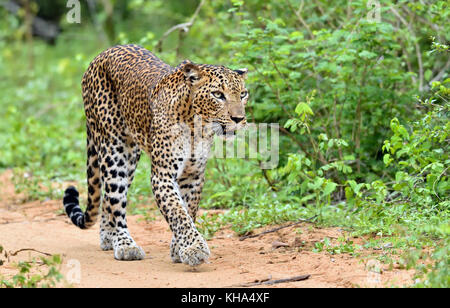 Leopard zu Fuß auf einem Sandweg. Die sri-lankische Leopard (panthera Pardus kotiya) Stockfoto