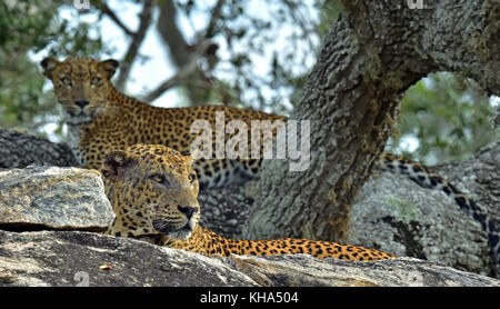 Leoparden auf ein Stein. Die sri-lankische Leopard panthera Pardus kotiya Männlich und Weiblich Stockfoto