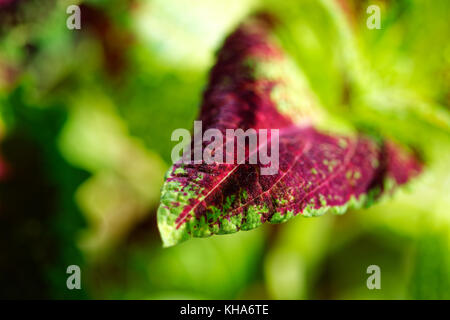 Nahaufnahme der coleus violett tricolor Blätter Stockfoto