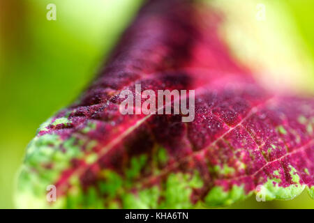 Nahaufnahme der coleus violett tricolor Blätter Stockfoto