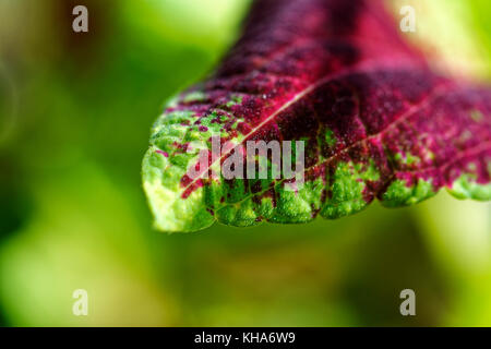 Nahaufnahme der coleus violett tricolor Blätter Stockfoto