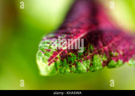 Nahaufnahme der coleus violett tricolor Blätter Stockfoto