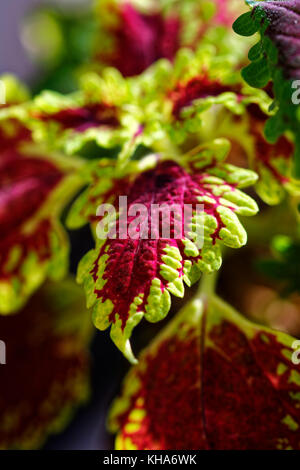 Nahaufnahme der coleus violett tricolor Blätter Stockfoto