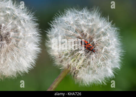 Weißen flauschigen Löwenzahn Blume mit Käfer Nahaufnahme auf grünem Hintergrund unscharf Stockfoto
