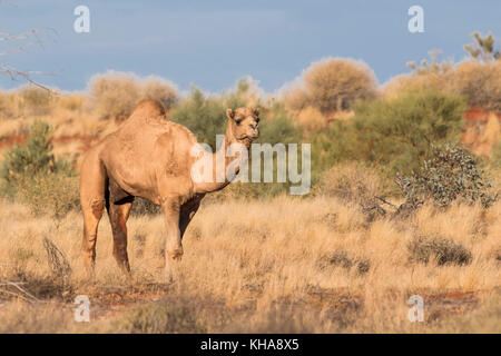 Dromedar (camelus dromedarius) aka Australische feral Kamel. Stockfoto