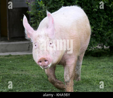 Extreme Nahaufnahme wenn das Schwein Sau läuft über die Farm gegen grün Natur backgrond Stockfoto