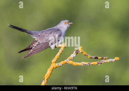 Gemeinsame Kuckuck (Cuculus canorus), Mittlere Elbe Biosphärenreservat, Sachsen - Anhalt, Deutschland Stockfoto