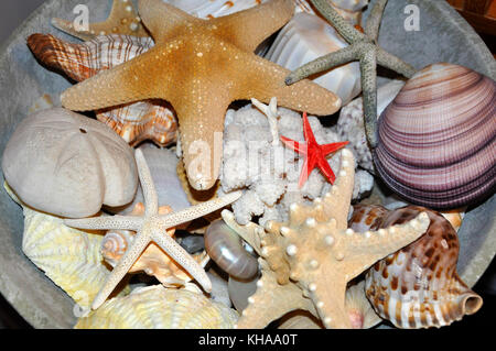 Seesterne und Muscheln Stockfoto