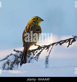 Die Goldammer wären (Emberiza citrinella) im Schnee, Tirol, Österreich Stockfoto