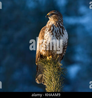 Steppe Mäusebussard (Buteo buteo) sitzt auf dem Pine Zweig,, Tirol, Österreich Stockfoto