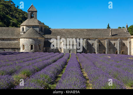 Romanische Zisterzienserabtei Notre Dame von Senanque, mit blühenden Lavendelfeldern, in der Nähe von Gordes, Provence, Frankreich Stockfoto