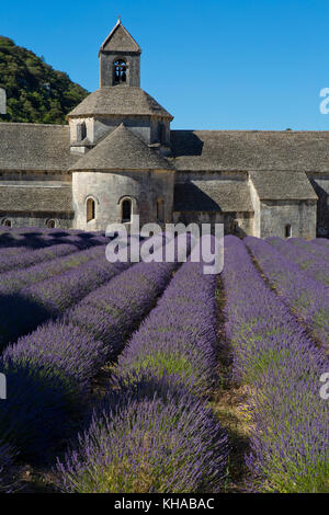 Romanische Zisterzienserabtei Notre Dame von Senanque, mit blühenden Lavendelfeldern, in der Nähe von Gordes, Provence, Frankreich Stockfoto