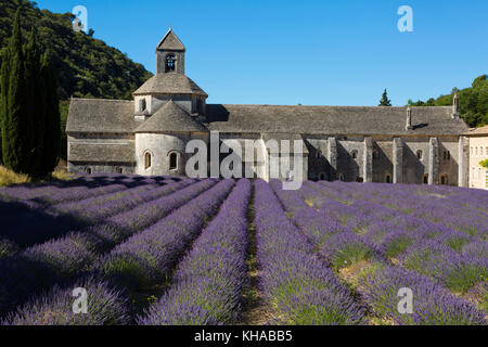 Romanische Zisterzienserabtei Notre Dame von Senanque, mit blühenden Lavendelfeldern, in der Nähe von Gordes, Provence, Frankreich Stockfoto