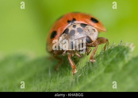 10 Punkt Marienkäfer (Adalia decempunctata) auf Hazel. Tipperary, Irland Stockfoto