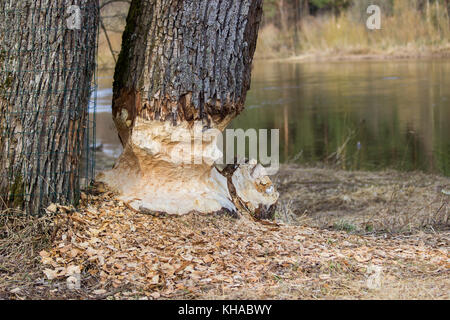 Biber Staudamm bauen in einem Fluss in der Mitte des Waldes. Makroaufnahme eines großen Linden Baumstumpf ist der Wälder, Stockfoto