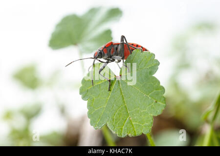 Red Bug über ein Unkraut Blatt, auf weißem Hintergrund. Spilostethus pandurus ist ein roten und schwarzen Insekt, die gemeinhin als Saatgut bekannte Fehler Stockfoto