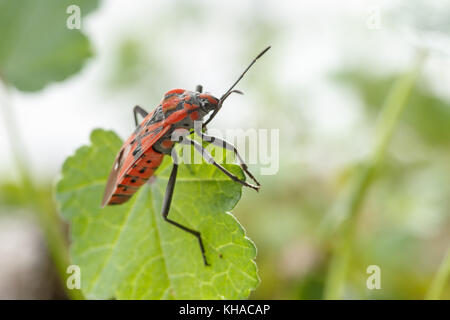 Nahaufnahme von roten und schwarzen Samen bug (Spilostethus pandurus) über ein kleines grünes Blatt, auf weißem Hintergrund Stockfoto