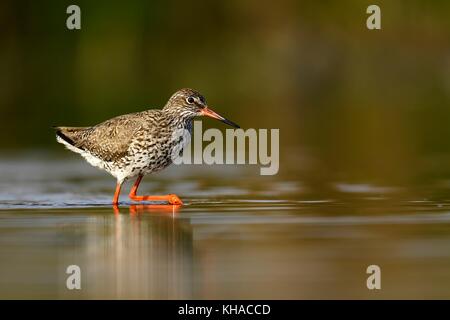 Gemeinsame Rotschenkel (Tringa totanus), läuft im Wasser, Nationalpark Kiskunsag, Ungarn Stockfoto