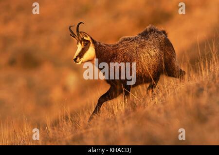 Gemse (rupicapra rupicapra), Ziege im Winter Dress, laufen, Vogesen, Elsass, Lothringen, Frankreich Stockfoto