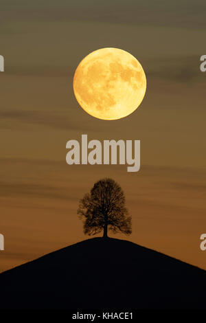 Solitaire Baum, Linde (Tilia), auf moränenhügel bei Vollmond, Kanton Zürich, Schweiz Stockfoto