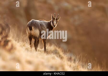 Gemse (rupicapra rupicapra), im Winter Kleid, liegt auf einem Hang, Vogesen, Elsass, Lothringen, Frankreich Stockfoto