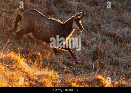 Gemse (rupicapra rupicapra), Ziege im Winter Kleid springen im Herbst verfärbt Gras, Vogesen, Elsass, Lothringen, Frankreich Stockfoto