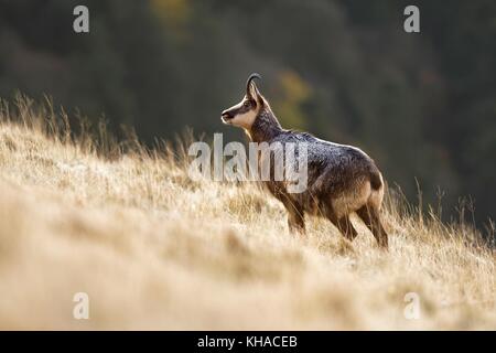 Gemse (rupicapra rupicapra), Ziege im Winter Kleid, stehend, Vogesen, Elsass, Lothringen, Frankreich Stockfoto