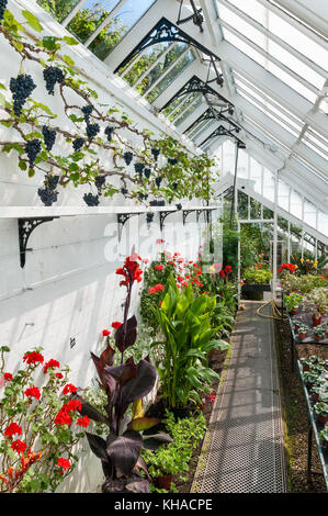 Crathes Castle, Banchory, Aberdeenshire, Schottland, Großbritannien. Innenansicht des viktorianischen Gewächshaus in der berühmten Walled Gardens Stockfoto