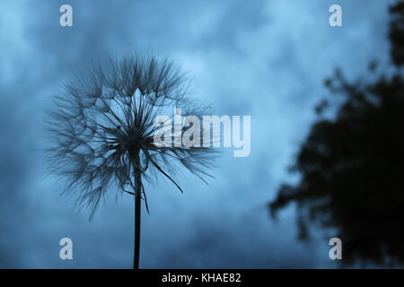 Löwenzahn auf grau und trübe Abend. Stockfoto