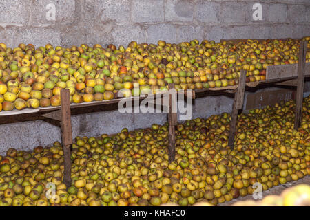 Reinette Äpfel von El Sauzal (Teneriffa) Stockfoto