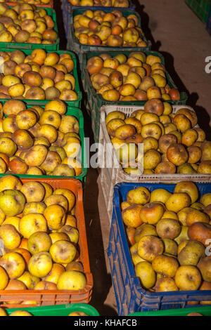 Reinette Äpfel von El Sauzal (Teneriffa) Stockfoto