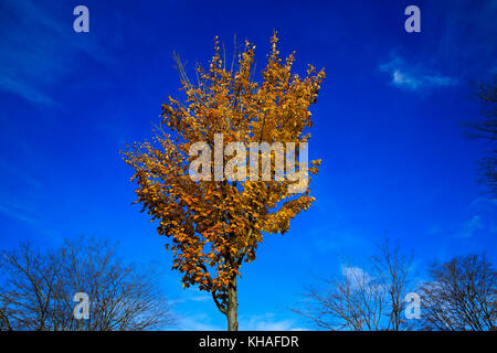 Bunte Blätter an den Bäumen im Herbst auf der Straße in Bonn in Deutschland. Stockfoto