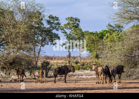 Blue Wildebeest im Krüger Nationalpark, Südafrika; specie sylvicapra grimmia Familie der Hornträger Stockfoto