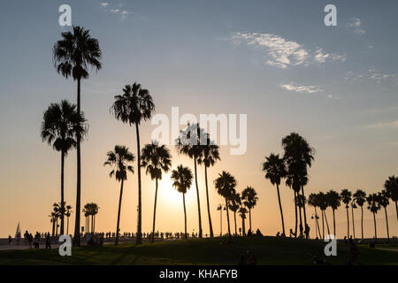 Palmen in der Hintergrundbeleuchtung bei Sonnenuntergang, Venice Beach, Los Angeles, Kalifornien, USA Stockfoto