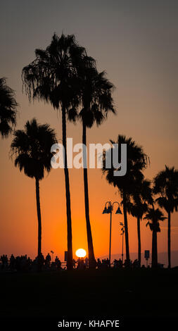 Palmen in der Hintergrundbeleuchtung bei Sonnenuntergang, Venice Beach, Los Angeles, Kalifornien, USA Stockfoto