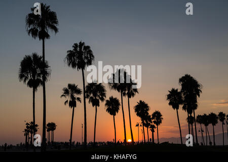 Palmen in der Hintergrundbeleuchtung bei Sonnenuntergang, Venice Beach, Los Angeles, Kalifornien, USA Stockfoto