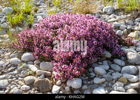 Blühende Thymus serpyllum (Thymus serpyllum) auf Schotter Bank, isarauen Naturschutzgebiet, Geretsried, Oberbayern, Bayern Stockfoto