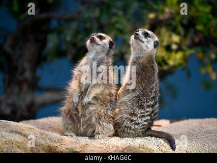 Erdmännchen oder erdmännchen (suricata suricatta), Welpen, Captive Stockfoto