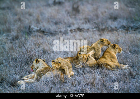 Afrikanischer Löwe im Krüger Nationalpark, Südafrika; specie Panthera leo Familie der Felidae Stockfoto