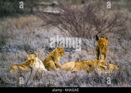 Afrikanischer Löwe im Krüger Nationalpark, Südafrika; specie Panthera leo Familie der Felidae Stockfoto