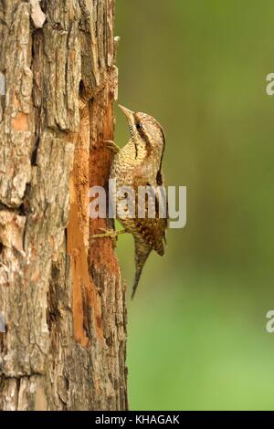 Eurasischen Wendehals (Jynx torquilla) auf Baumstamm, Nationalpark Kiskunsag, Ungarn Stockfoto